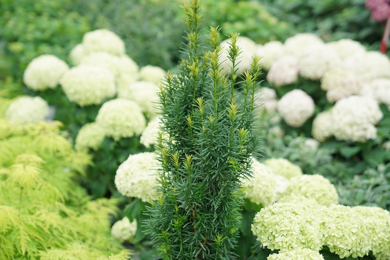 stonehenge_skinny_yew planted with hydrangea and elderberry