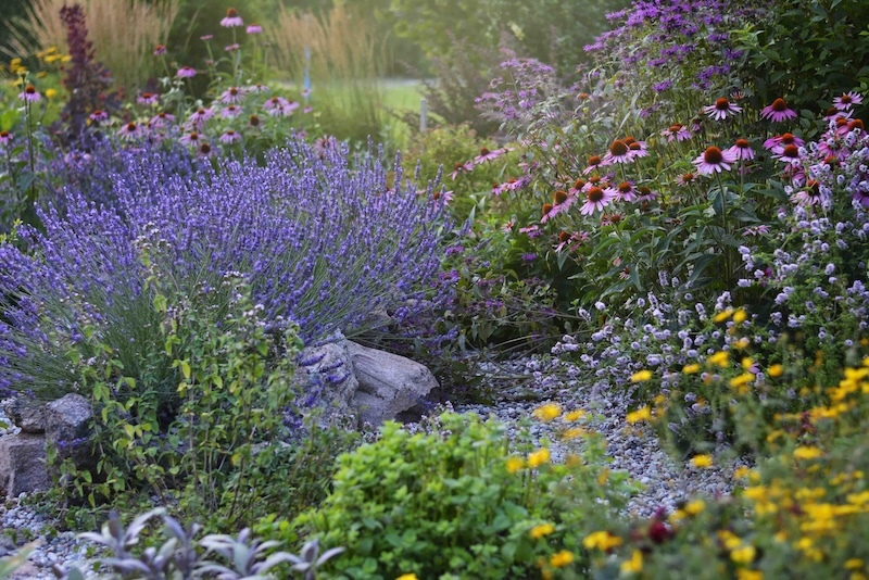 Summer garden with lavender, coneflowers, and coreopsis to support pollinators
