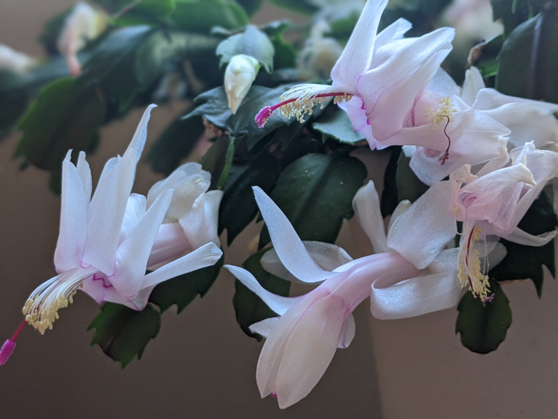 thanksgiving cactus flowers and leaves