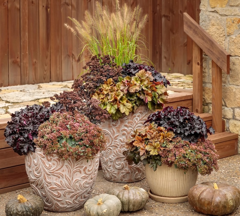 three fall planters with coral bells, sedum, and fountain grass