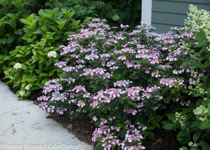 tiny_tuff_stuff_hydrangea-in bloom in a foundation planting