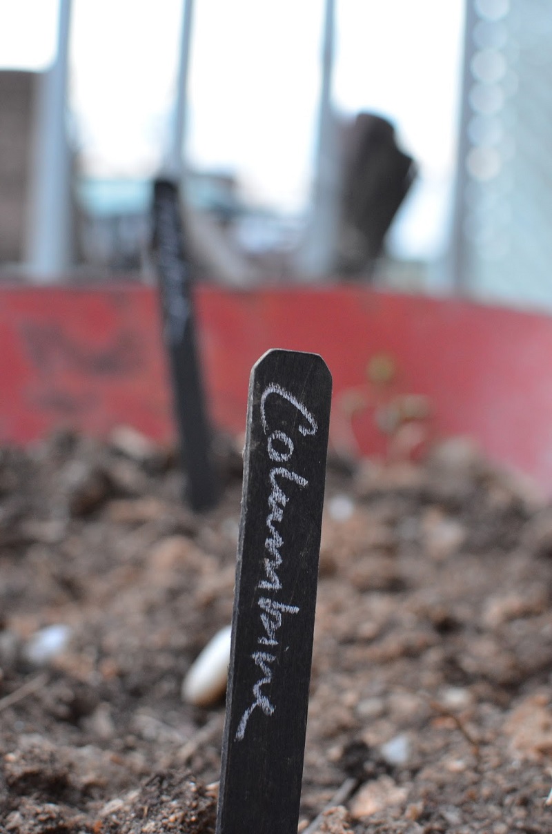 Growing seeds on Wheelbarrow