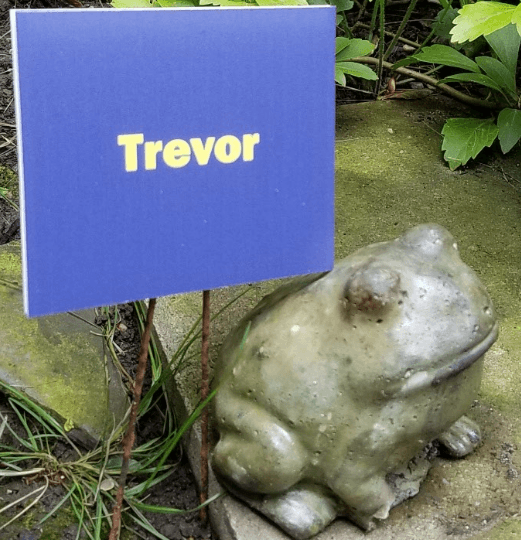 Trevor The Toad