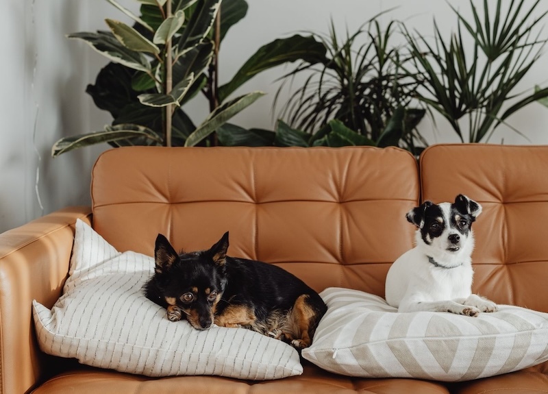 two dogs on a couch in front of houseplant collection