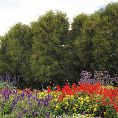 upright fine line buckthron shrubs