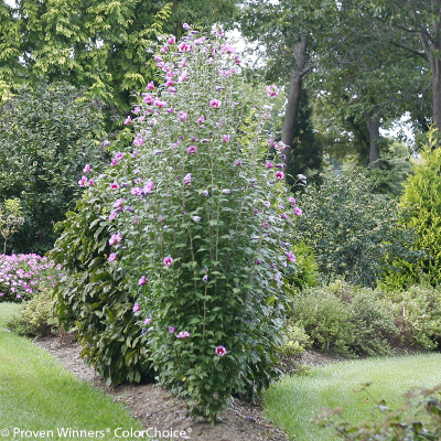upright purple pillar rose of sharon shrub
