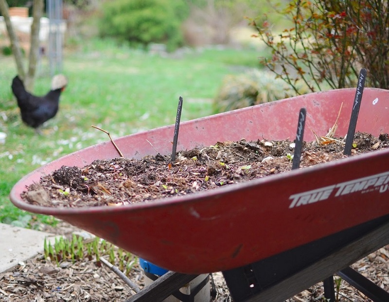 growing seeds in an old metal wheelbarrow